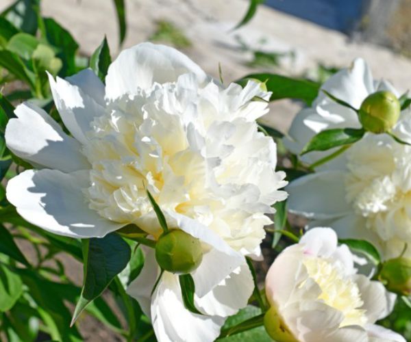 Paeonia lactiflora